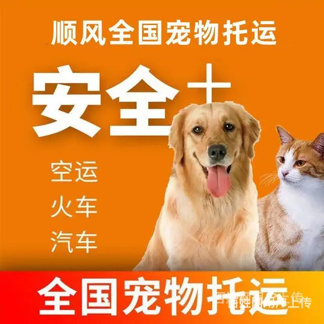 2022安宁市到全国）宠物托运（猫狗）邮寄快递（宠物活体运输 - 图片 4