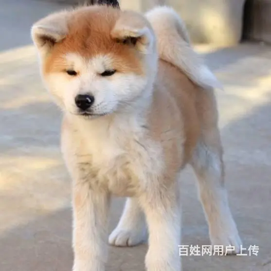 广州买狗首选推荐 正规犬舍 纯种秋田犬多只待售 - 图片 3