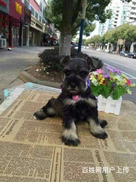 广州迷你雪纳瑞犬价格 狗舍直销 包纯种健康签协议 - 图片 2