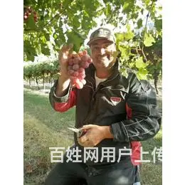 滨州新西兰出国劳务费用货运装载车叉车司机包食宿 - 图片 4