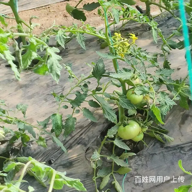 和平下河湾农家院温室大棚出租，带平房可住人做饭 - 图片 6