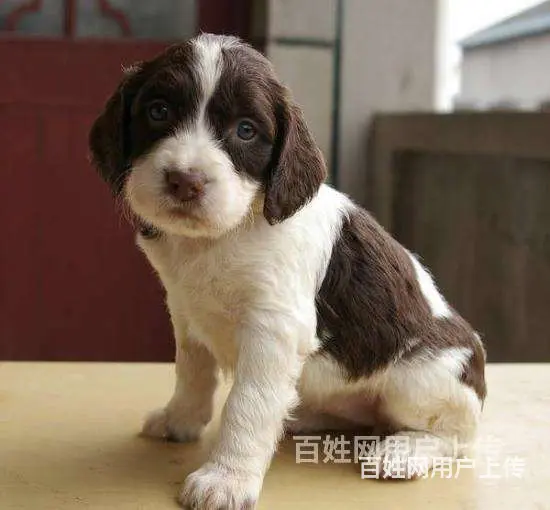[货到付款犬舍]临汾有史宾格卖吗 史宾格多少钱 - 图片 2