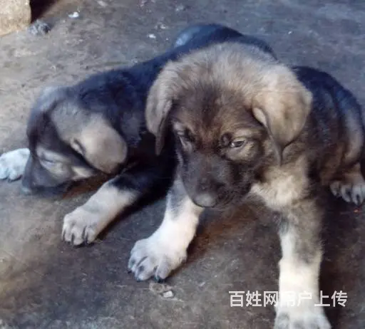 云南买昆明犬请进 本地狗场常年出售昆明犬小狗 - 图片 1