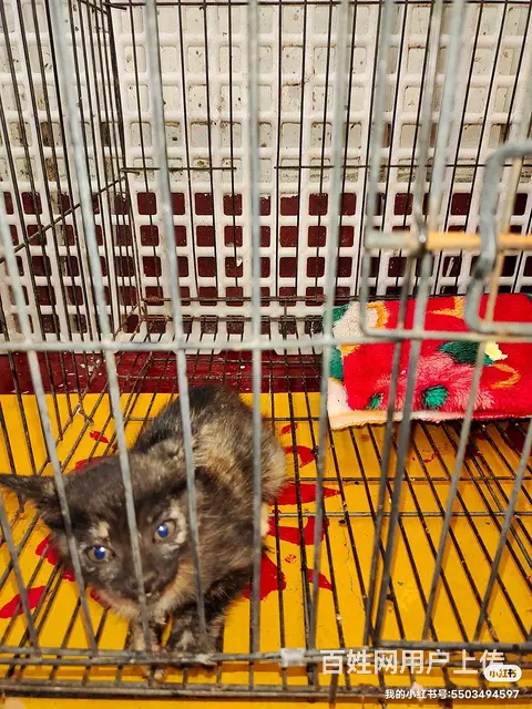 赠送小猫加奶粉送咪上门望善待余生 - 图片 6