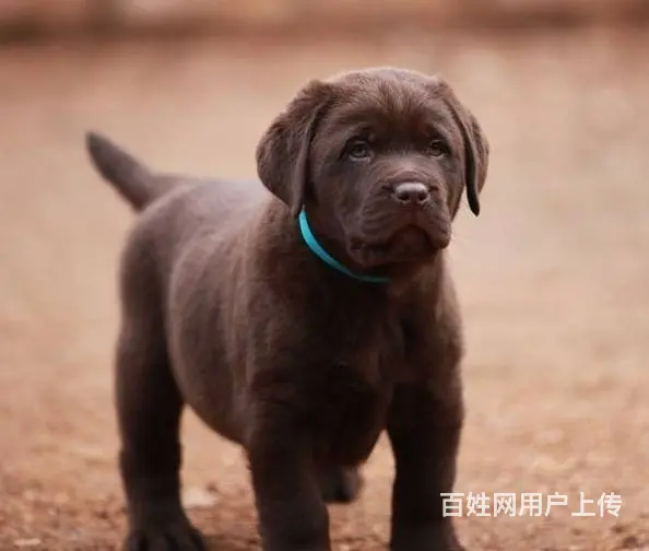 纯种拉布拉多幼犬 大骨骼, 拉布拉多 ,健康保 - 图片 9