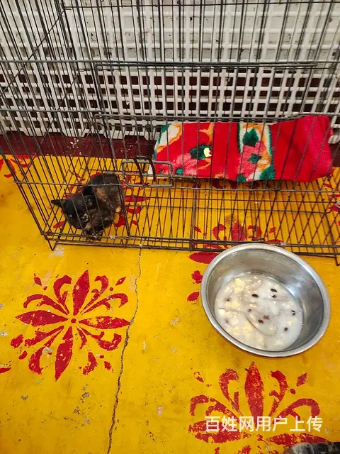 赠送小猫加奶粉送咪上门望善待余生 - 图片 5