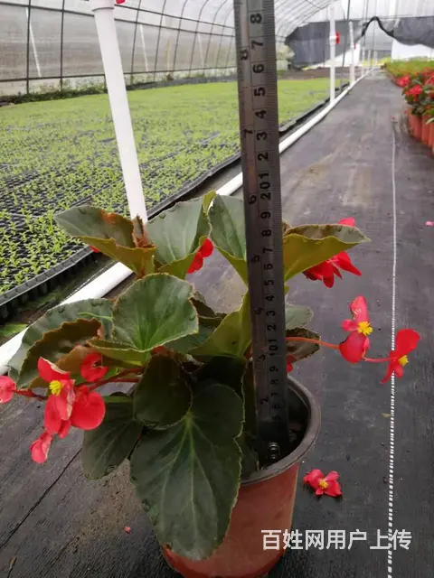贵州惠水草花贵州惠水草坪贵州惠水苗木惠水花卉批发 - 图片 2