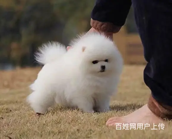 纯种球体博美出售 可上门挑选 可看父母 签质保 - 图片 3