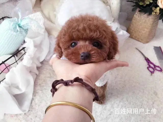 韩系娃娃脸泰迪犬出售 超小口袋泰迪狗狗 诚信质保 - 图片 3