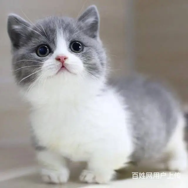 常州CFA认证猫舍多少钱一只英短蓝白保纯种健康 - 图片 6