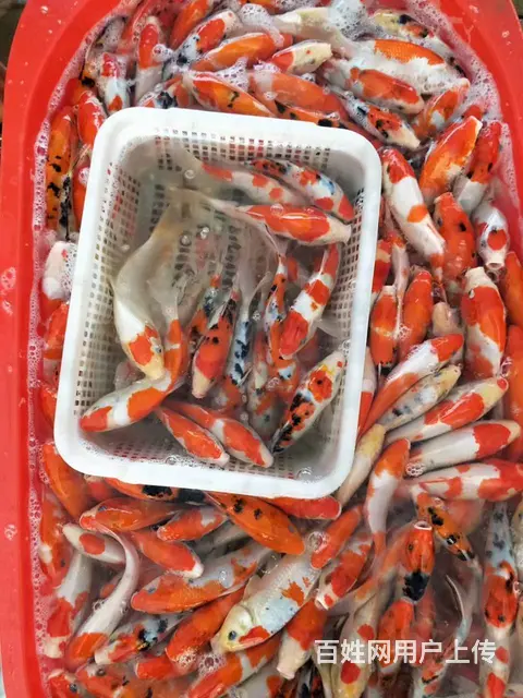 【观赏鱼批发中心】锦鲤鱼，金鱼，热带鱼，批发零售 - 图片 10