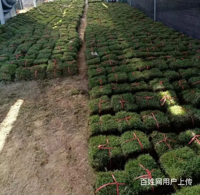 大叶油草。马尼拉草。台湾草 - 图片 4