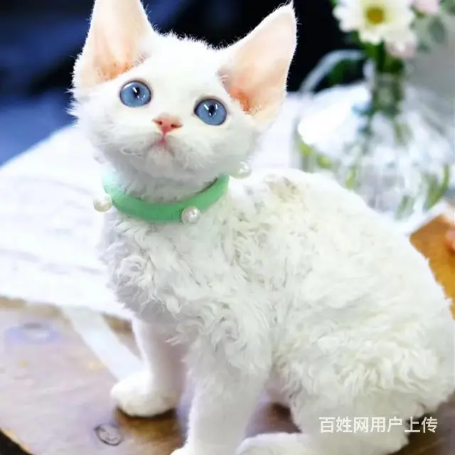 四川自贡德文猫幼崽价格多少 - 图片 2