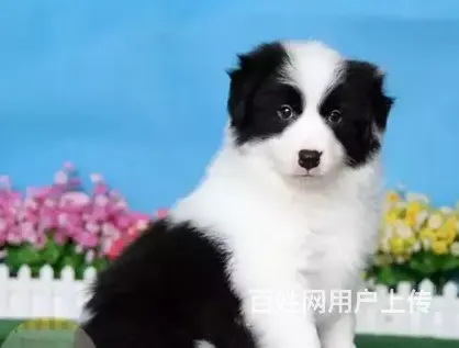 邢台边牧怎么卖 邢台边牧价格 邢台哪里有卖边牧的 - 图片 3