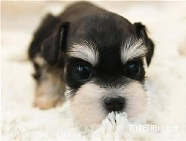 广州宠物狗 迷你雪纳瑞犬 纯种雪纳瑞狗狗幼犬出售 - 图片 6