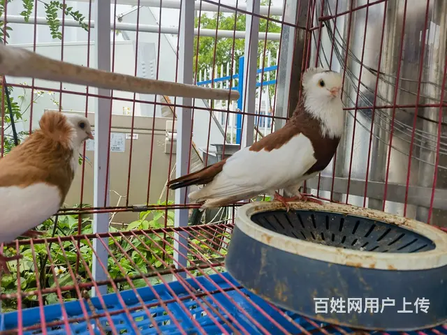 观赏鸽出售 - 图片 6