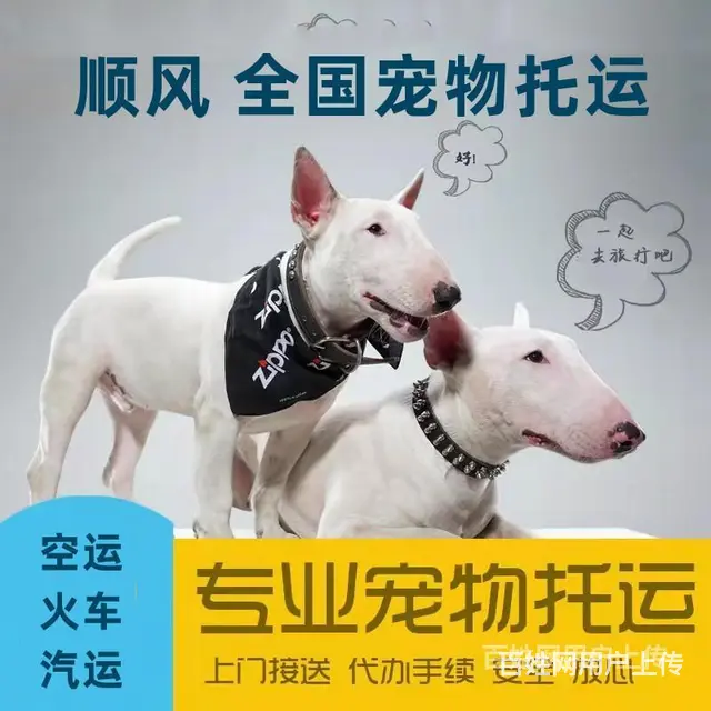 2022伊川县宠物托运（猫狗）邮寄快递（宠物活体运输新*闻） - 图片 8
