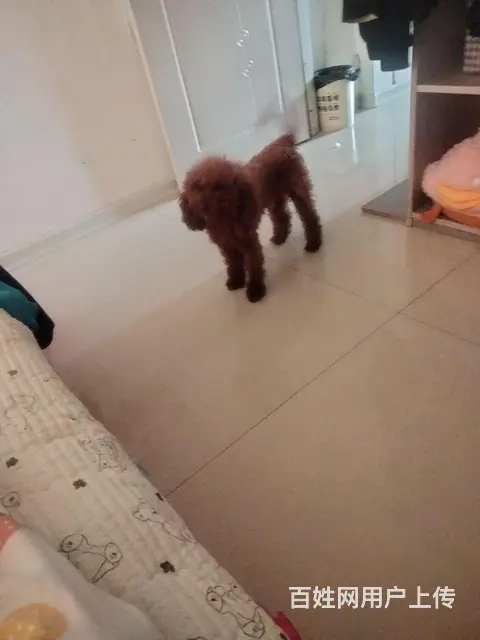 自己家养的！价钱差不多就卖 - 图片