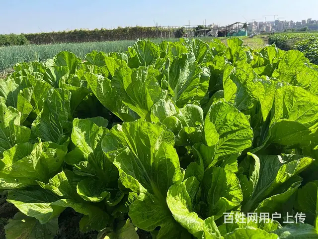 广州食堂食材配送，康来福农产品集团，冷链车保鲜配送 - 图片 1