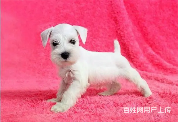 纯种雪纳瑞梗犬,家养雪纳瑞犬，雪纳瑞多少钱 - 图片 1