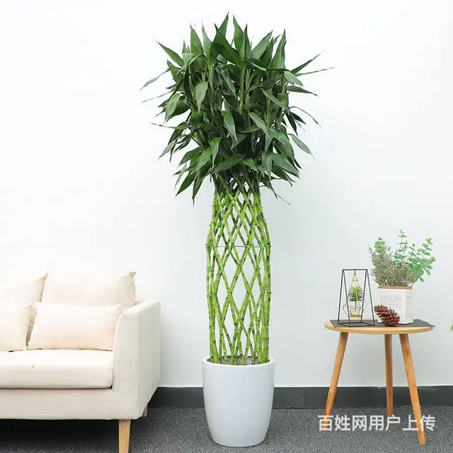 武汉花卉租摆室内绿植庭院绿化，武汉绿化浇水绿化苗木 - 图片