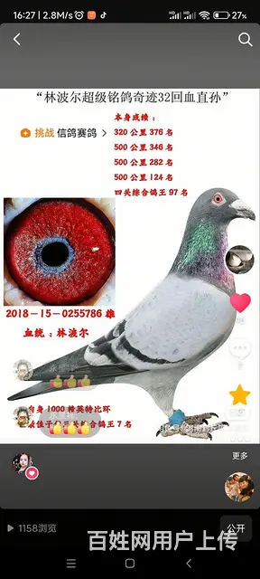 信鸽种鸽  幼鸽要的联系 - 图片 4