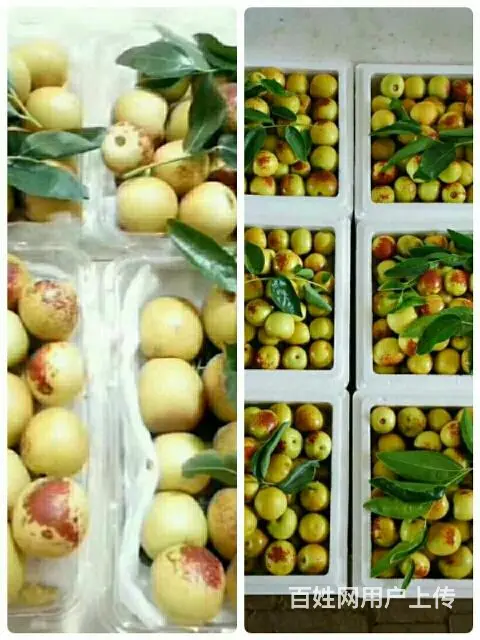 大荔贡品冬枣 - 图片 6