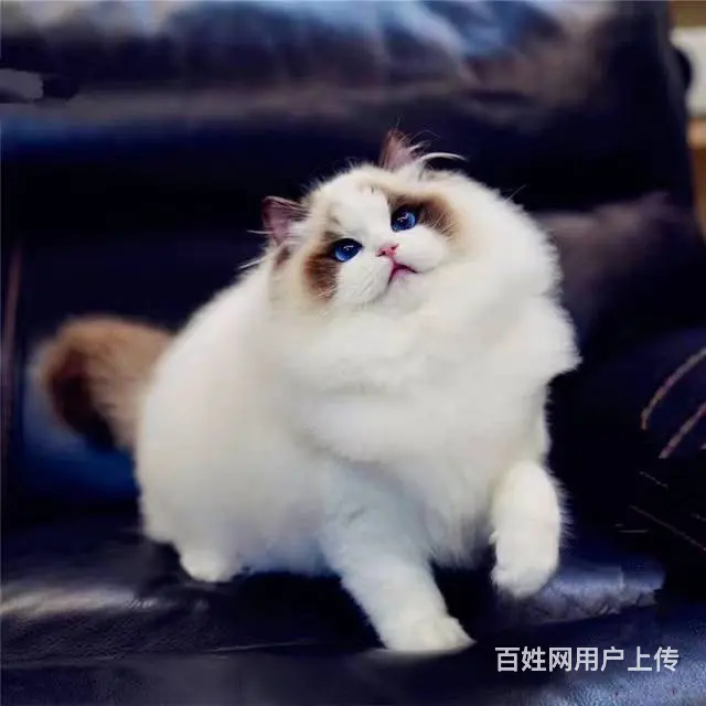 常州自家猫舍繁殖多少钱一只蓝双色布偶猫 - 图片 1