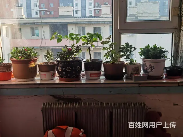 花和花盆 - 图片 1
