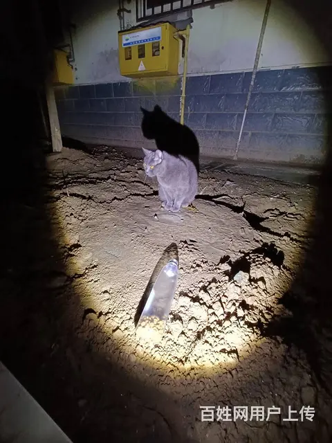 焦作找猫团队，焦作 专业的找猫团队 - 图片 6