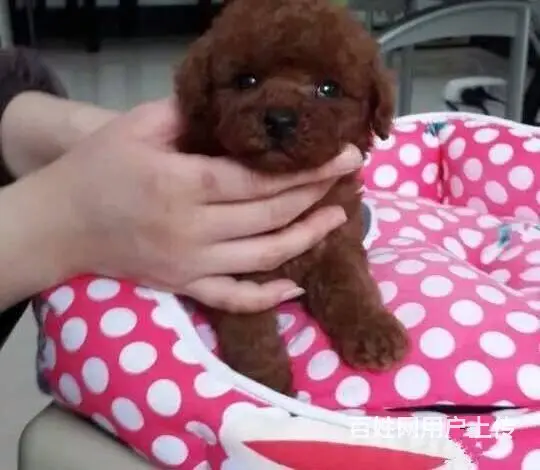 贵宾泰迪犬 贵宾泰迪价格贵宾泰迪照片 - 图片 4
