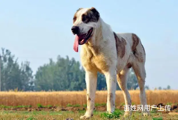 吕梁宠物托运 （猫狗活体运输）一对一上门接送 邮寄到全国 - 图片 3