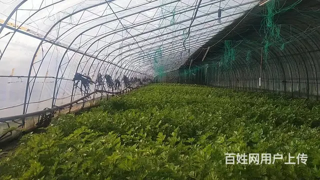 威海文登镇汪疃村楼下村蔬菜大棚出租或转让 - 图片 2