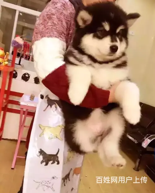 邢台本地出售家养阿拉斯加犬 纯种阿拉斯加 疫苗齐全 - 图片 3