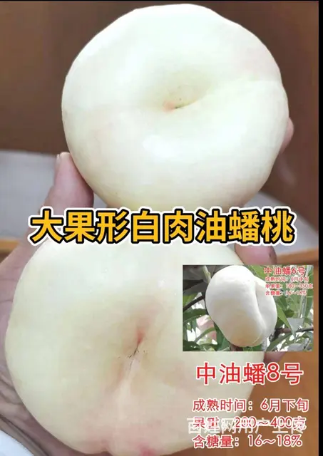 山东济宁曹妃油蟠桃苗奶油蟠桃苗紫霞油蟠桃苗油蟠晚7 - 图片 10