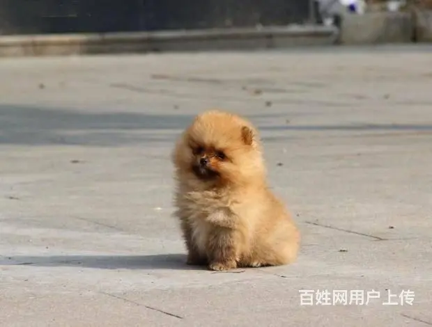 精品博美犬 家养繁殖可随时上门 疫苗驱虫齐 - 图片 1