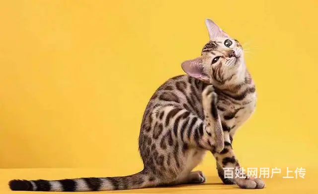 哪里有卖孟加拉豹猫的 玫瑰纹空心纹金豹银豹 - 图片 6