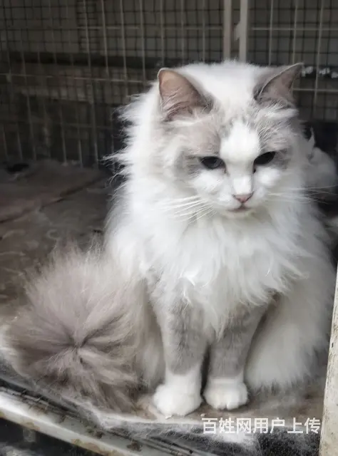 一群来自澳大利亚纯种布偶猫咪的后代转让中 - 图片 1