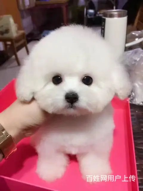 纯种比熊 小体比熊 带证书芯片出售中 - 图片 6