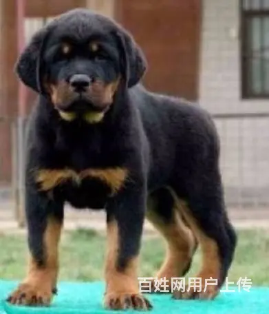 纯种罗威纳幼犬出售 驱虫疫苗已做好 全国送货上门 - 图片 2