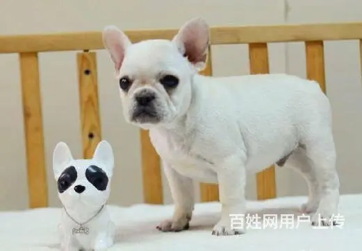 精品法牛犬出售 品相极佳 可视频选狗可上门看狗 - 图片 3
