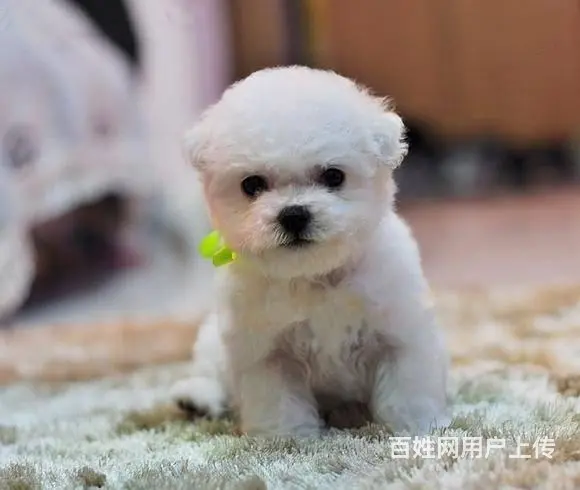 纯种比熊犬幼犬出售 高颜值多只可选 赛级品质 - 图片 8