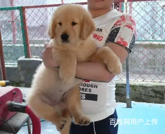 金毛犬 金毛犬舍 保纯保健康-专业繁育金毛犬 - 图片 10