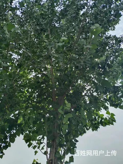 专业修树，专业伐树团队收杨树，法桐，梧桐 - 图片 3