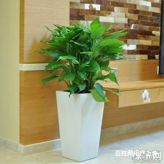 盆栽花卉租赁公司租花 - 图片 1
