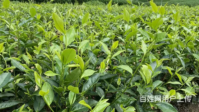 丽水松阳招采茶工，中国茶叶之乡，浙南茶叶市场欢迎你 - 图片 3