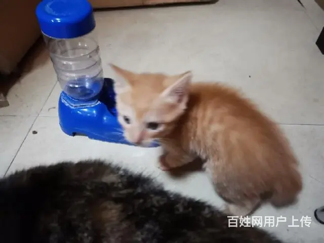 【搞定了！】赠送自家养小猫 - 图片 5