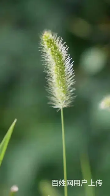 真心找个结婚对象 - 图片