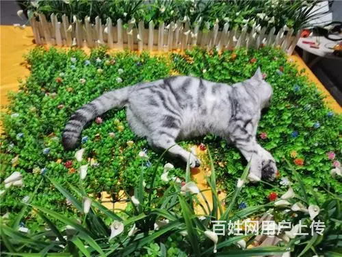 珠海市哪里可以火化宠物-珠海市宠物无害化处理 - 图片 1