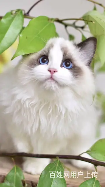 衢州【猫舍】仙女布偶猫全国飞 - 图片 2